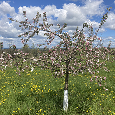 Small-scale orcharding  on your vegetable or flower farm